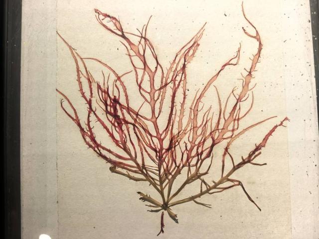 这里是青岛｜海大海洋生物博物馆免费开放，3000余标本展现海底奇幻
