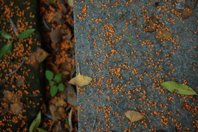 点 击 ↑ 看莲都的秋天