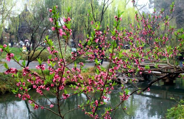 江苏苏州：雨中赏花 别有韵味