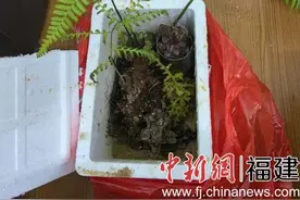 携带这些植物上高铁被拦，男子被立案侦查图片