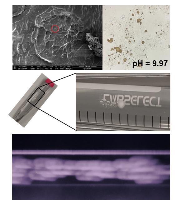 一起照亮更广阔的世界丨北京大学代表队参加国际基因工程机器大赛2025年参赛总结