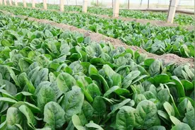 柘城县：多举措助力蔬菜大棚防风防寒过冬图片