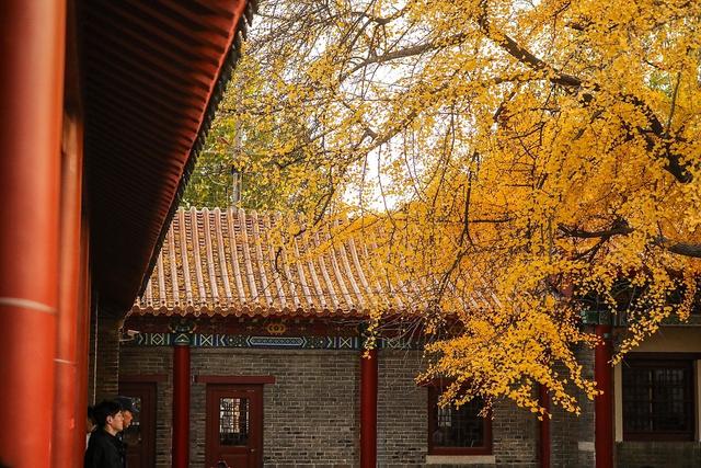 临沂：古银杏树叠翠流金