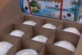 全球连线｜全国陆运首票进口越南鲜食椰子从河口口岸通关图片