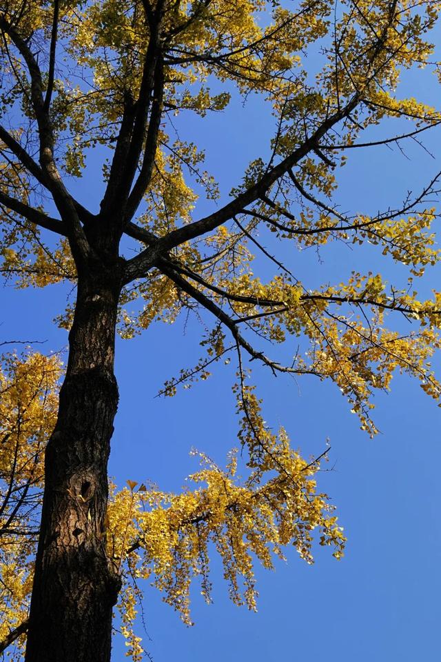 “美神”降临！太仓限定秋日美景，真的“杀”疯了！