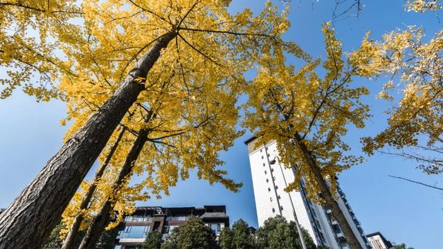 超美!大邑人的顶流来了