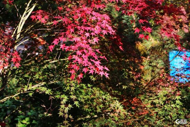 无需远行，来青岛这里尽享斑斓美景