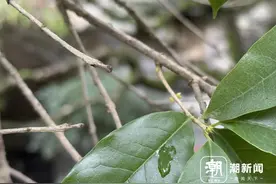 今年杭州的第一朵桂花开了？杭州人盼花的心情太迫切：三朵都能上热搜图片