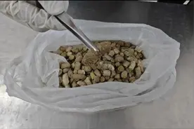 海关查获一袋粪便！来自珍贵保护动物，竟是用来……图片