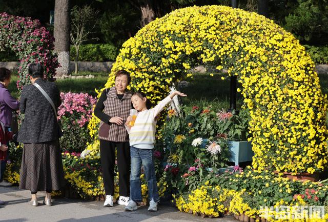 秋日赏菊正当时，老年游客成主力