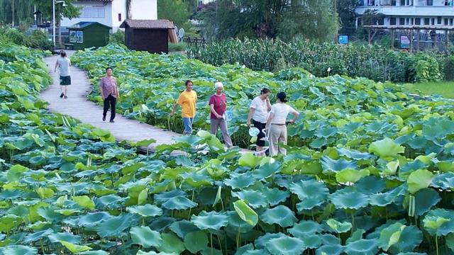 安康汉阴：荷花次第绽放 美景入画来