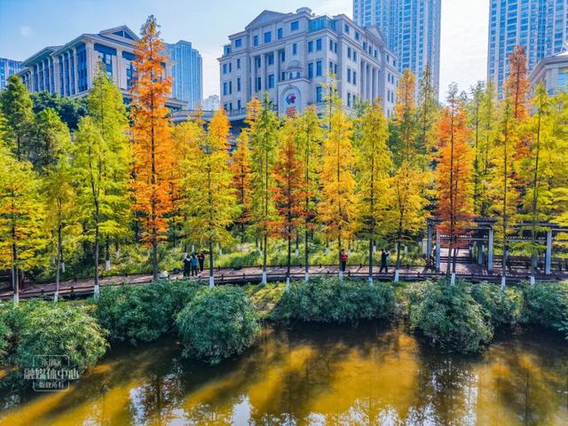 永川兴龙湖的水杉迎来最美的季节！