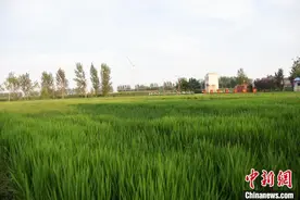 小龙虾“闯”黄河故道 打出一套富民“组合拳”图片