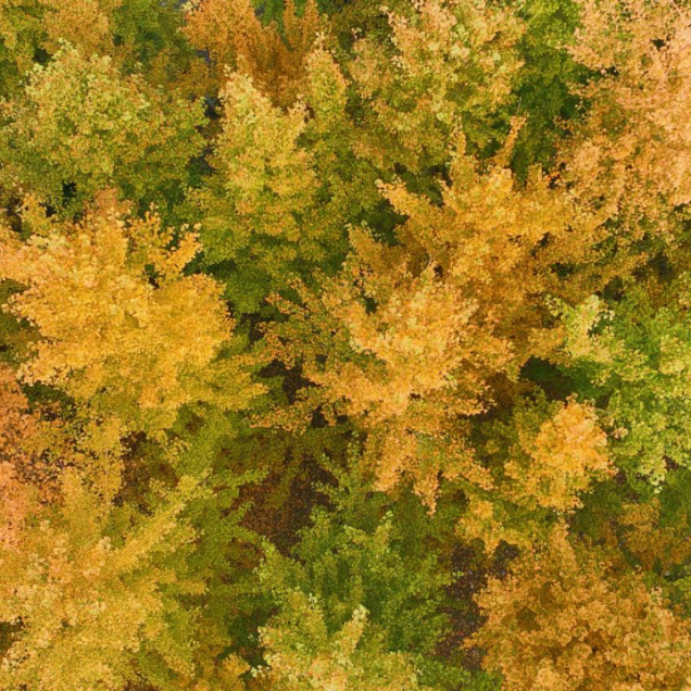 生态科技新城冬日色彩：满城尽染“银杏黄”