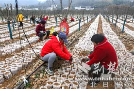 湖北竹山：建设千亩保障性苗圃基地为生态添绿图片