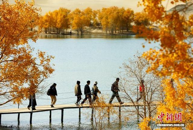 新疆南部“大漠胡杨”吸引游客