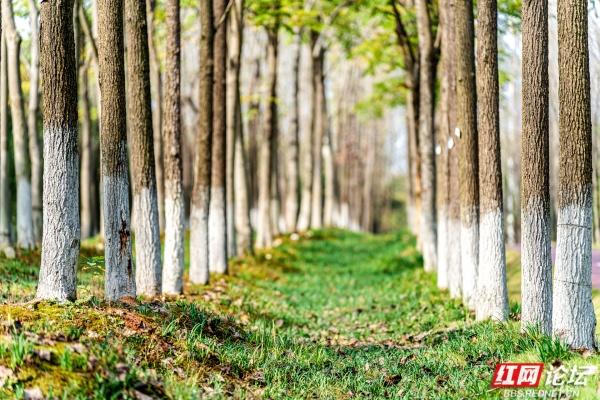 岁暖时刻丨长沙岳麓区藏着条林道，一步是一景