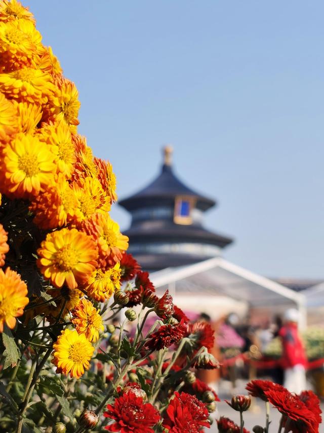 恢弘祈年殿与清雅菊花同框！天坛公园第44届菊展启幕