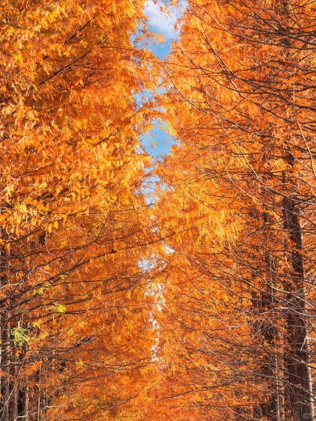 杉树红了！江西这些地方拍“红杉”大片超赞