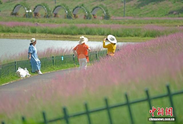 广西南宁粉黛花绚烂盛放 民众花海打卡定格初秋浪漫