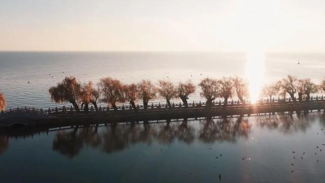 初冬滇池西岸白鱼口美景如画，群鸥戏水垂柳金黄