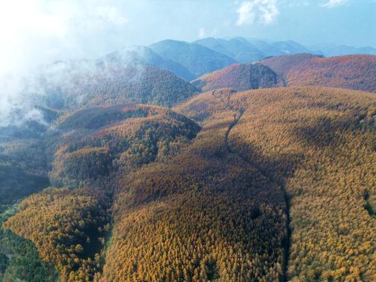 重庆巫山：梨子坪森林公园景美如画