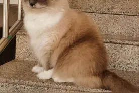宋协巧‖家有布偶猫图片