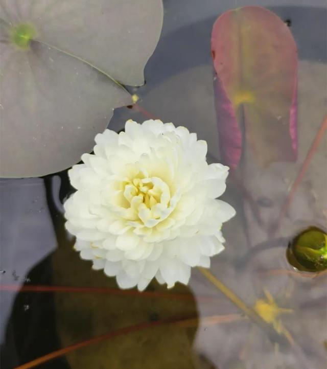 好仙！夜游钱王祠上线，也许能偶遇上“夜班”的傲娇睡莲