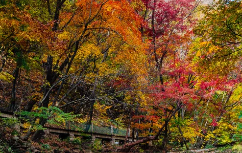 福建暖冬，又是一年好“枫”景