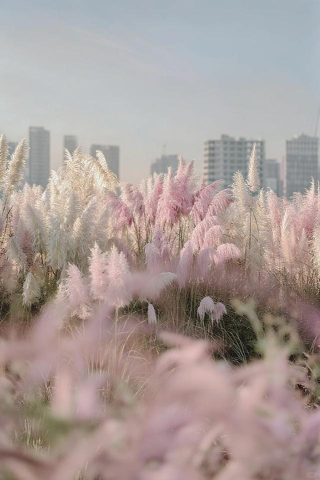 昆明的秋天也太会了吧！是谁还不知道这些超绝打卡地？攻略来了，快拿走~