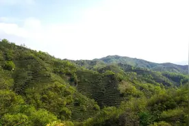 建县十五载 随县正青春 | 随县草店镇：千年贡茶加速“破圈”活力涌动图片