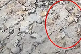 山上都是化石？四川绵阳一男子称上山根本捡不完，当地多部门回应图片