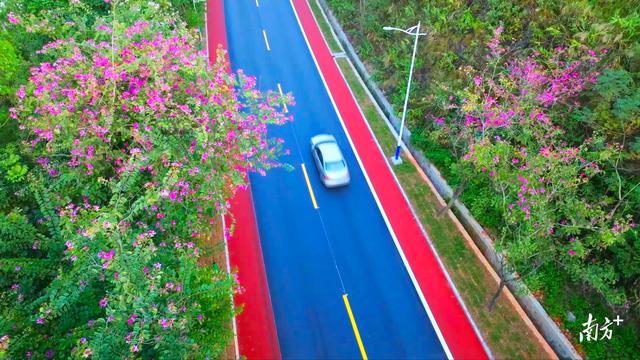 云浮冬日藏“春天”