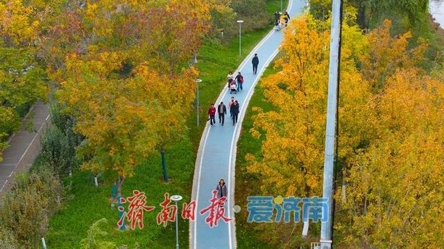 一年四季 泉在济南丨秋风执笔，银杏鎏金：济南腊山河公园秋日氛围感拉满