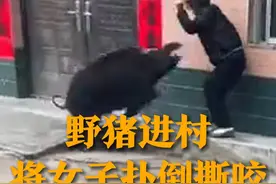 野猪进村将女子扑倒撕咬 目击者：2人受伤 骨头被咬坏 警方：野猪经常出没 已被击毙图片