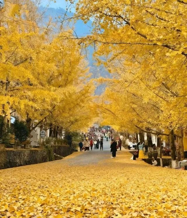 初冬胜春，韶关最美季来了，快来打卡