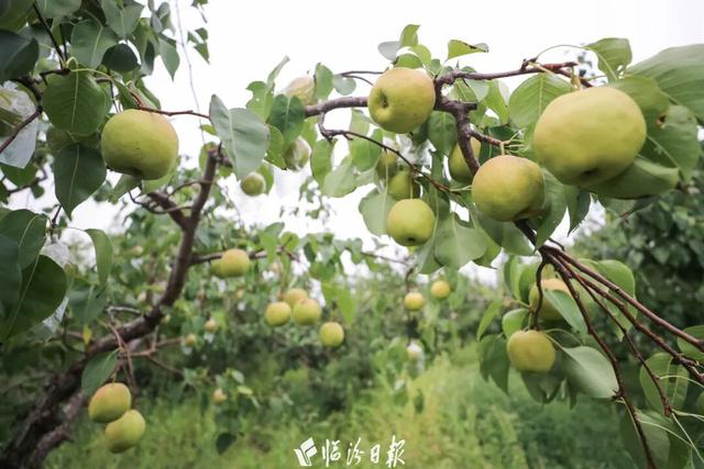 如何让“爆火”走向“长红”？看山西隰县答卷