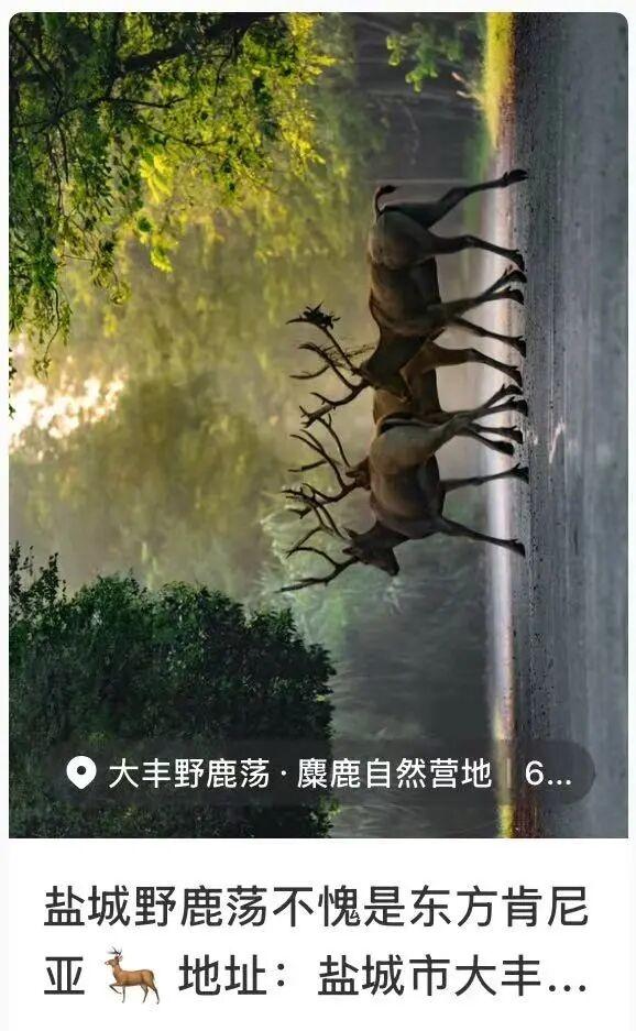 跟着达人一起打卡盐城限定秋景~