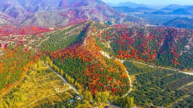 太美了！去北京这里赏“漫山红叶”｜周末京郊微度假