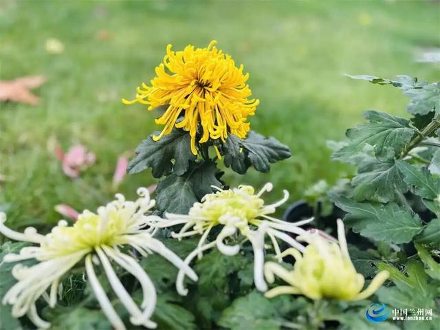 兰州植物园7000余盆菊花绘就秋日画卷