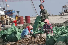 【图片新闻】生蚝丰收正当时图片