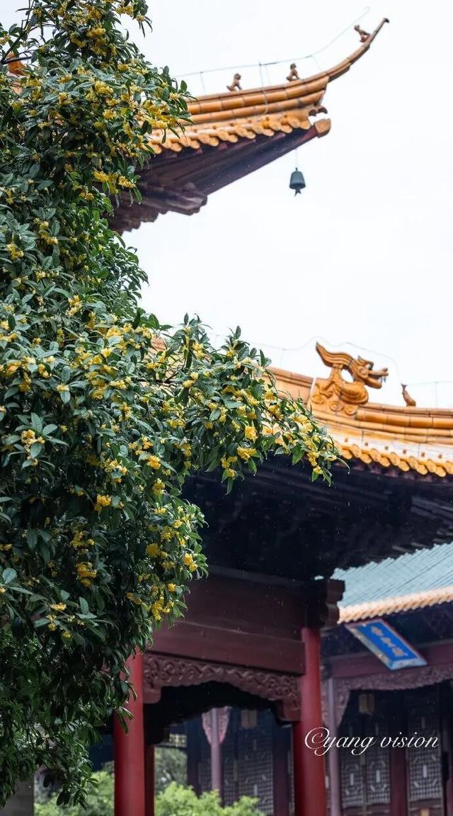 秦淮花事 | 秋日限定！在秦淮，与一场桂花雨不期而遇→