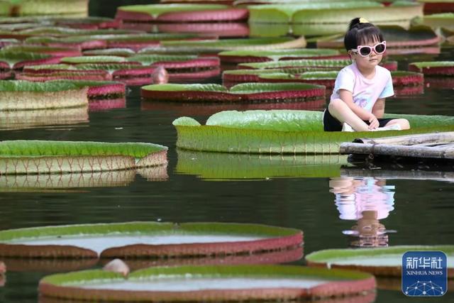 外地高温40℃，云南还要穿长裤，来感受独一份清凉