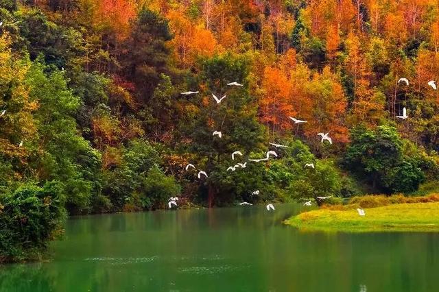 八桂冬日似春朝 赏花观叶正当时