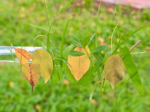 藏在防城港的“城市绿肺”！这个湿地公园，已成市民周末休闲顶流