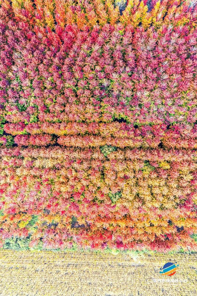 莱西市第十届红枫嘉年华正式拉开帷幕！