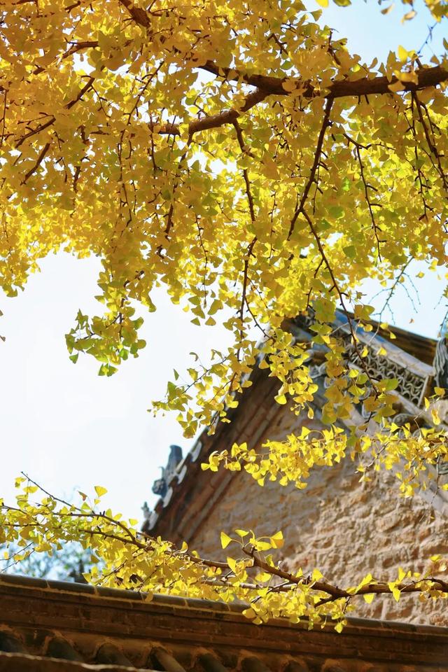 千年莒县银杏树！这一眼惊艳时光，高清大图超治愈