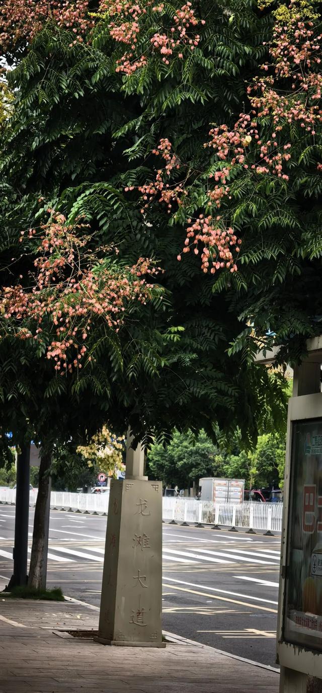 我说“仁寿秋天那么美”，栾树：是的