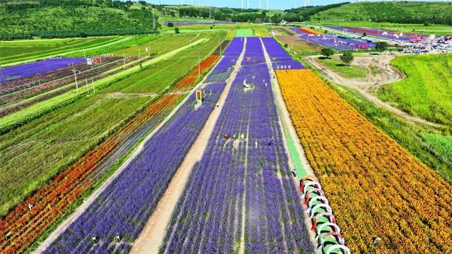 学习强国 | 河北张北：花色斑斓耀山岭
