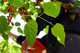 桑葚伴夏来！熬一罐酸甜不腻的果酱，留住“黑不溜秋”的甜蜜诱惑图片